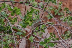 Kameleon w Palmitos Park