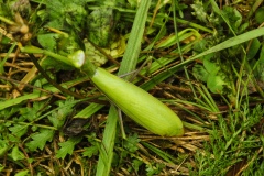 IMGP6730