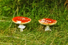 IMGP6735