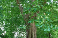 DSCF7202