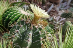 IMGP8028