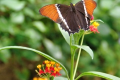 IMGP8033