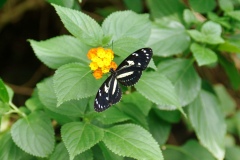 IMGP8039