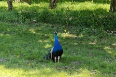 IMG20240430115234