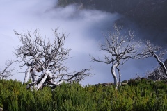 Pico Ruivo, Madera