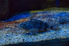 IMGP2667