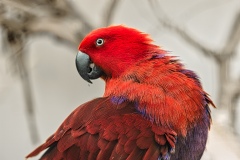 Papuga