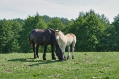 IMGP2180