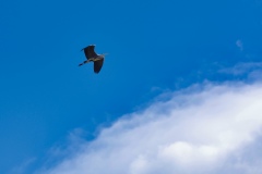 IMGP5061