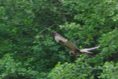 IMGP0882