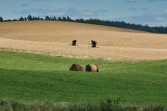 IMGP0887