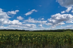IMGP8289