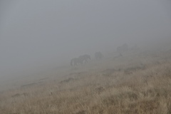 IMGP8824