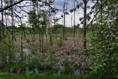 IMGP9668